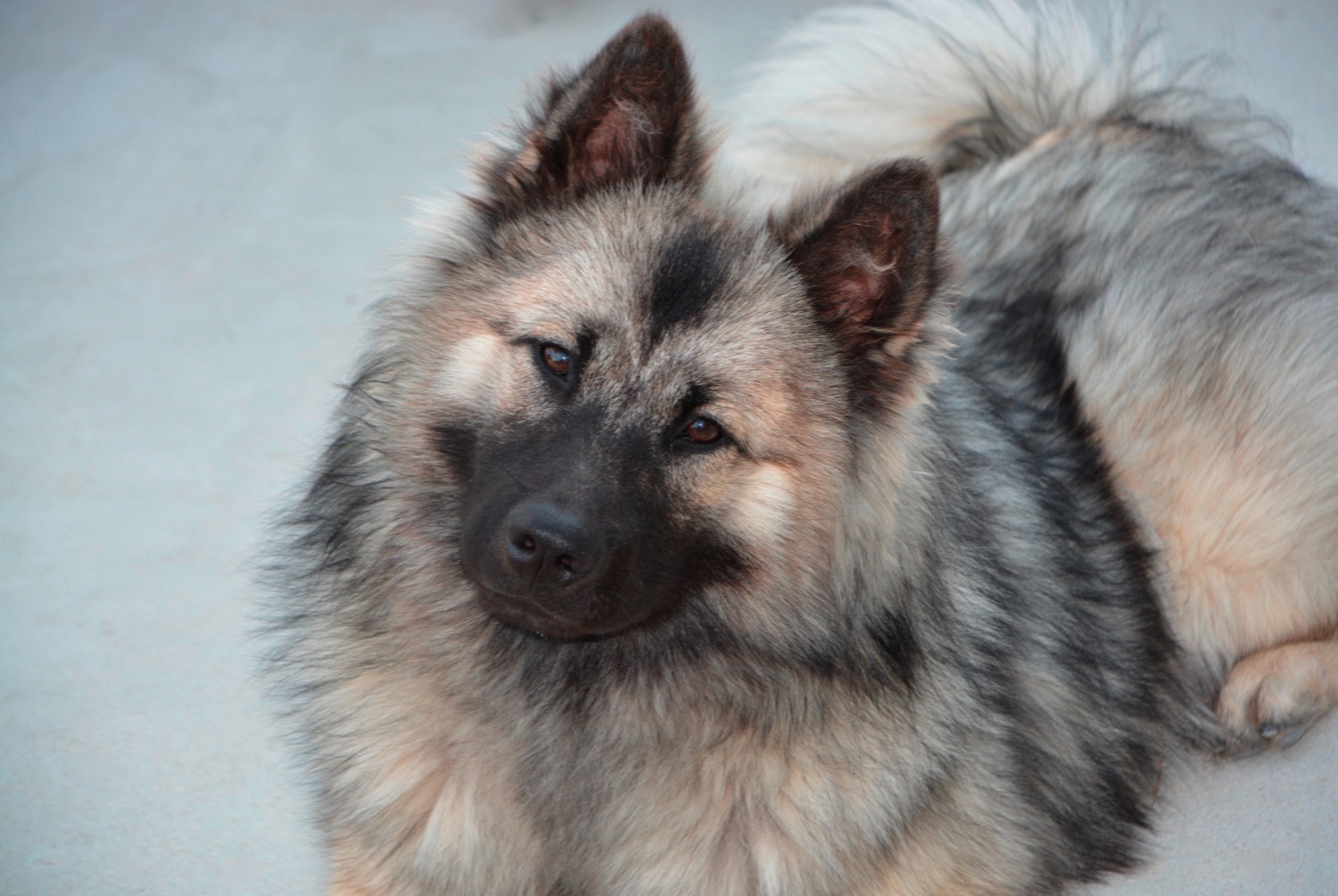dog photo Eurasier