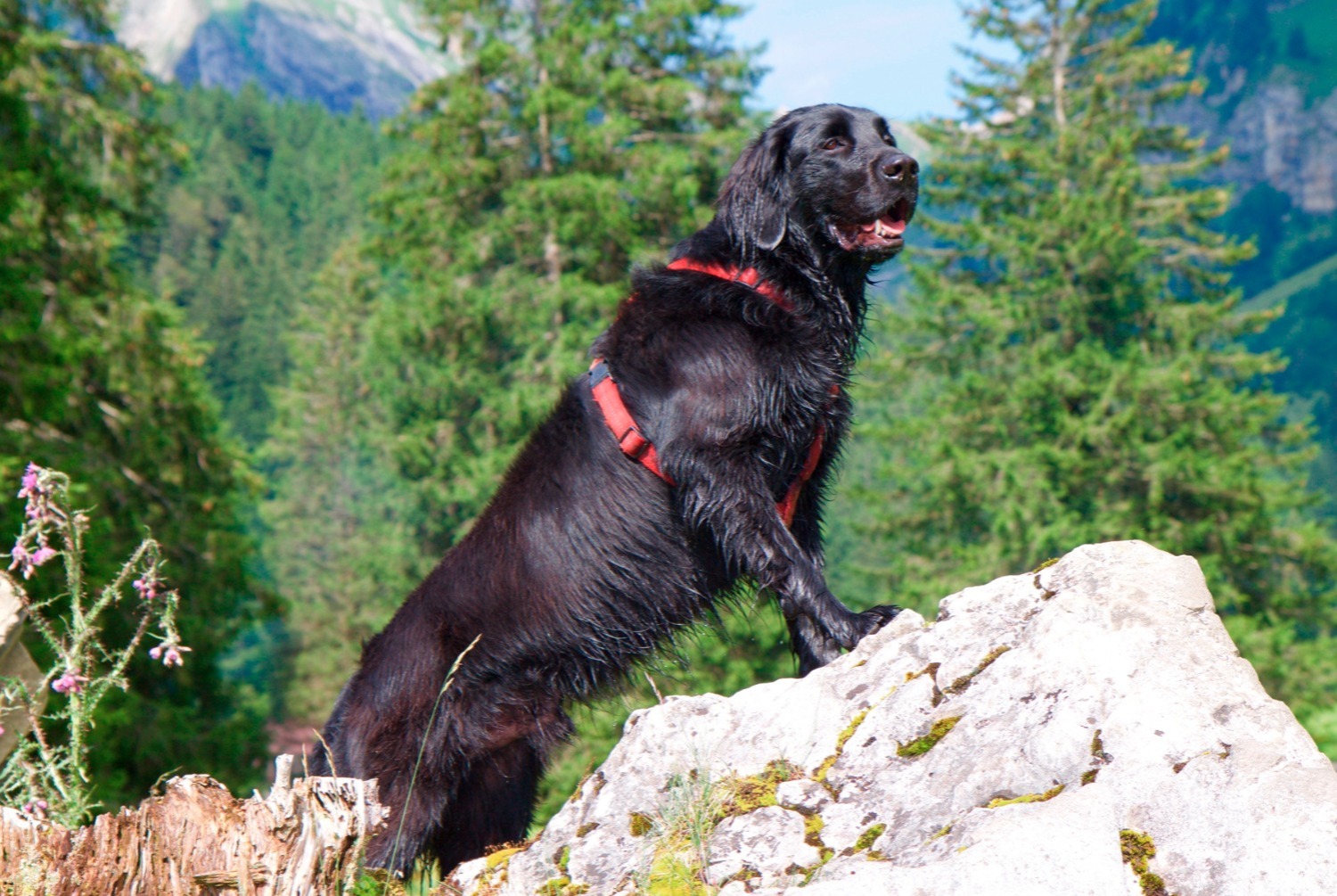 dog photo Flat-Coated Retriever