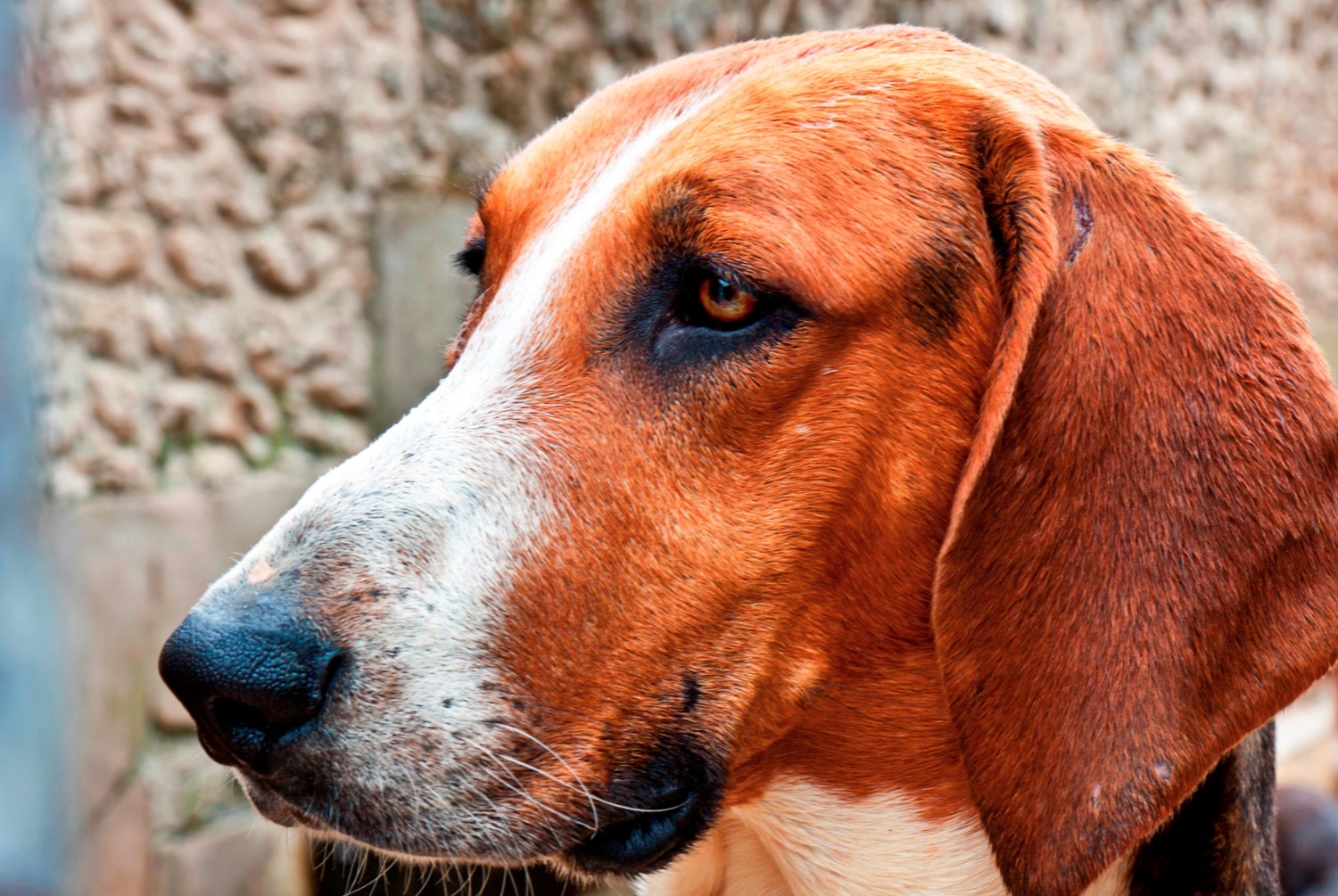 dog photo Grand Anglo-Français tricolore