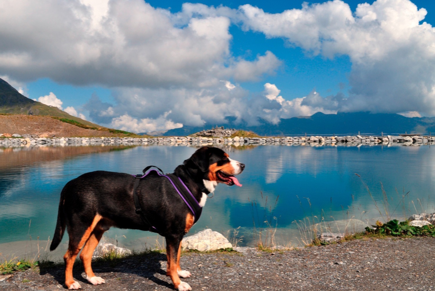 dog photo Grand bouvier suisse