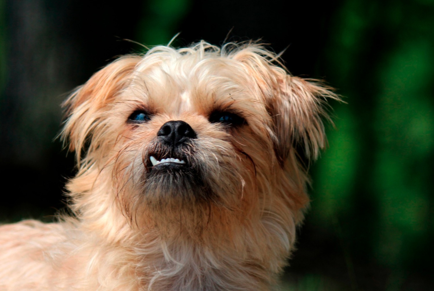 dog photo Griffon bruxellois