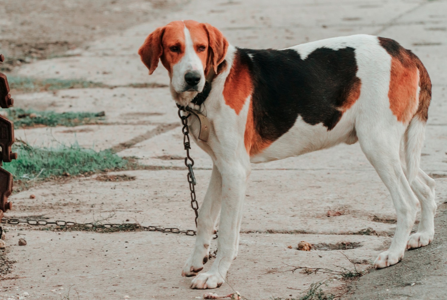 dog photo Harrier