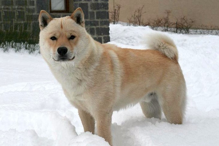 dog photo Hokkaido Ken