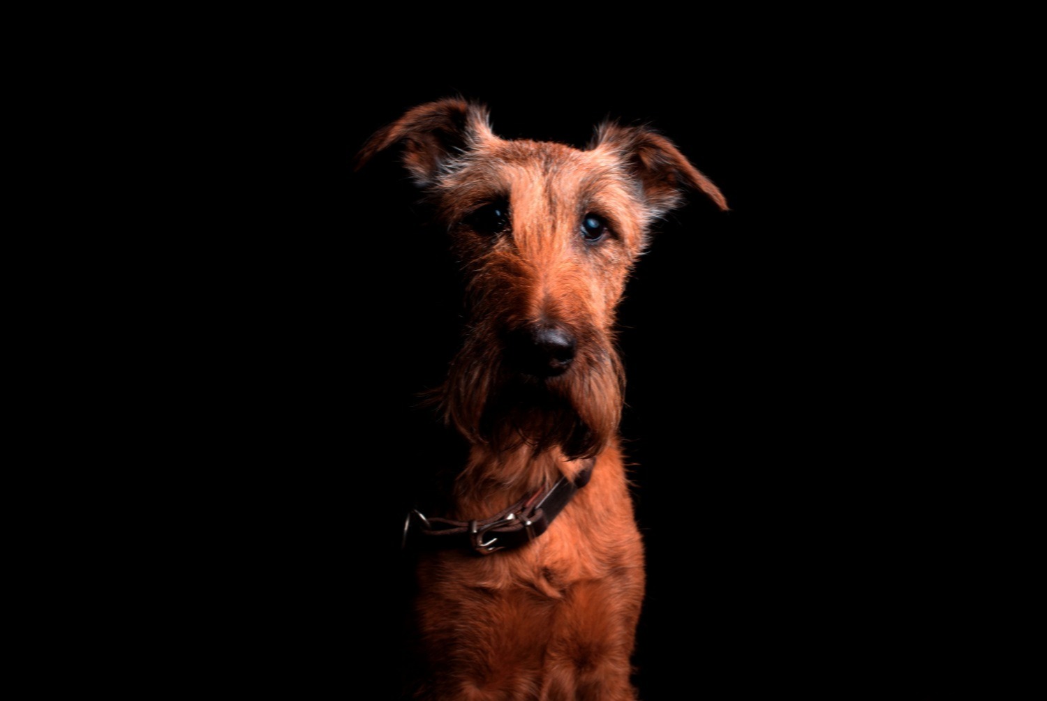 dog photo Irish Terrier