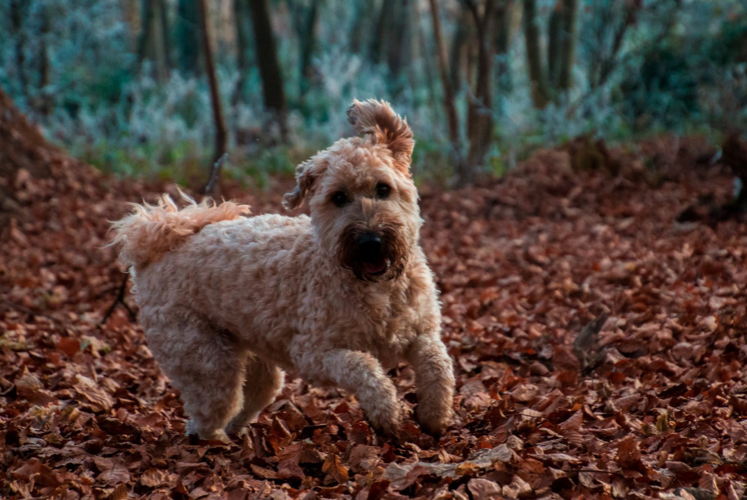 dog photo Irish Terrier à poil doux