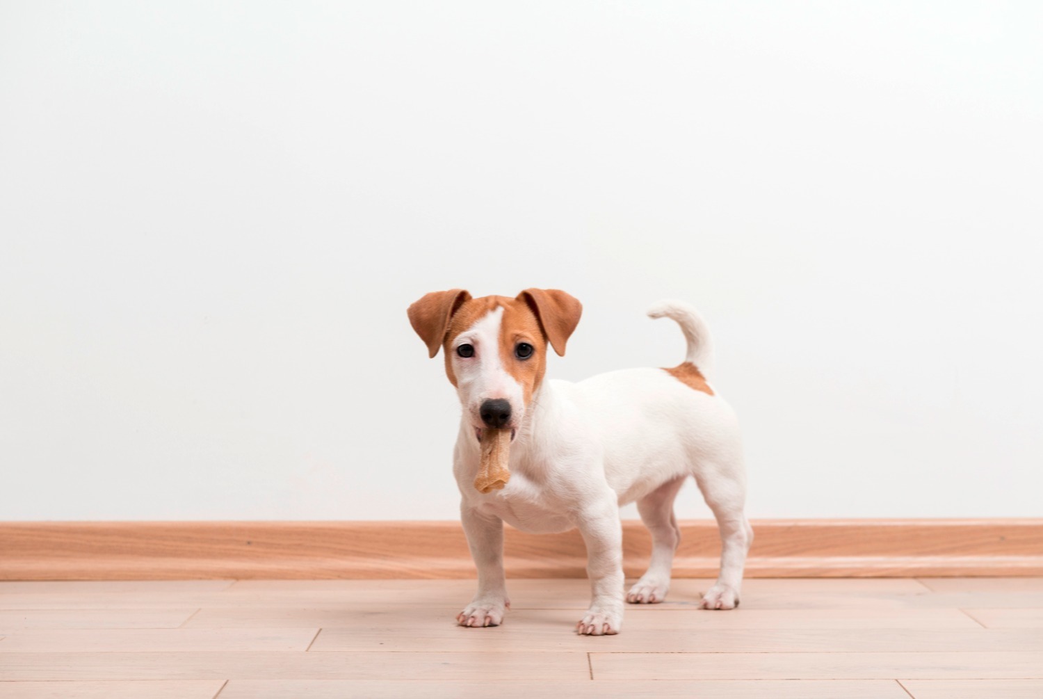 dog photo Jack Russell Terrier
