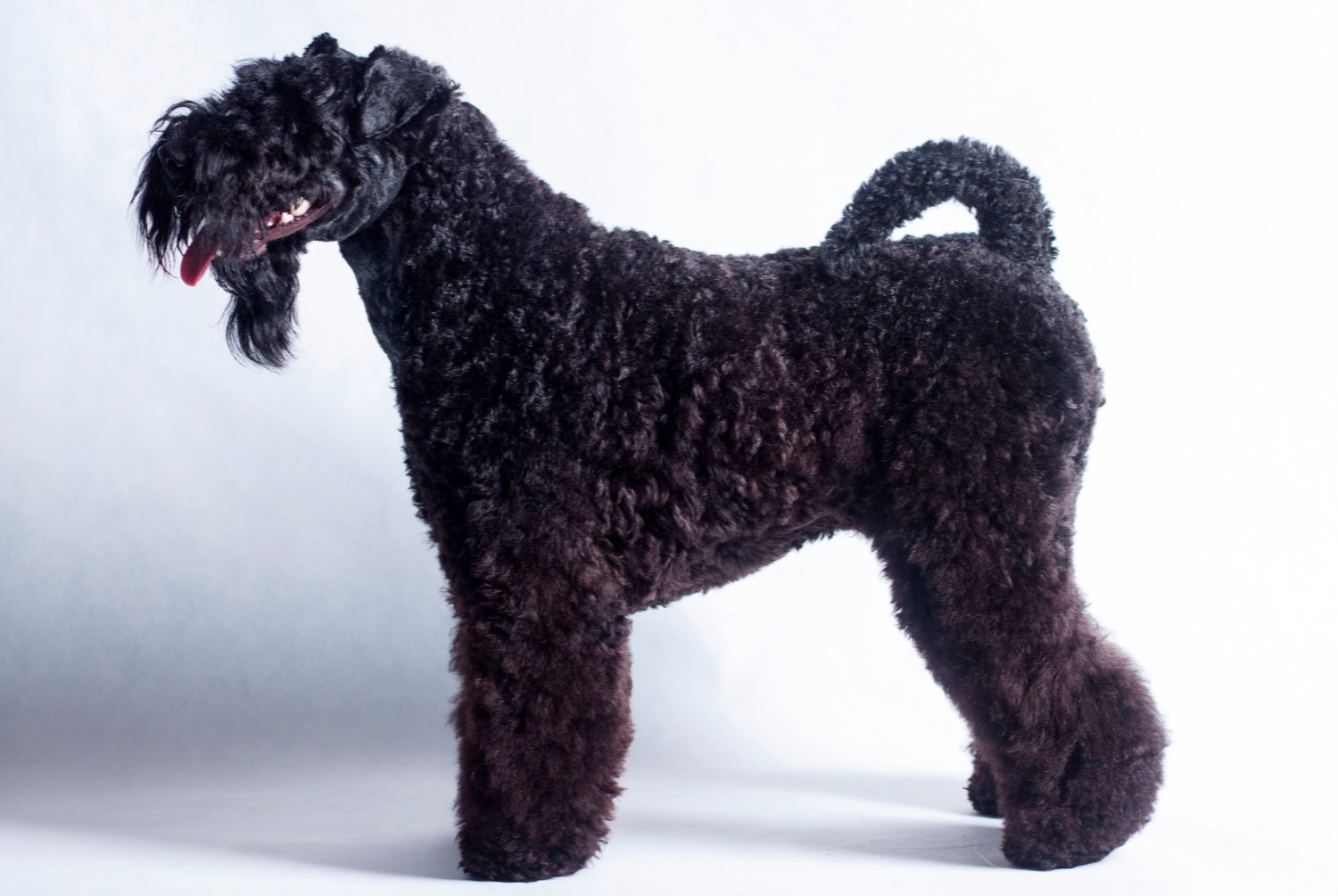 dog photo Kerry Blue Terrier