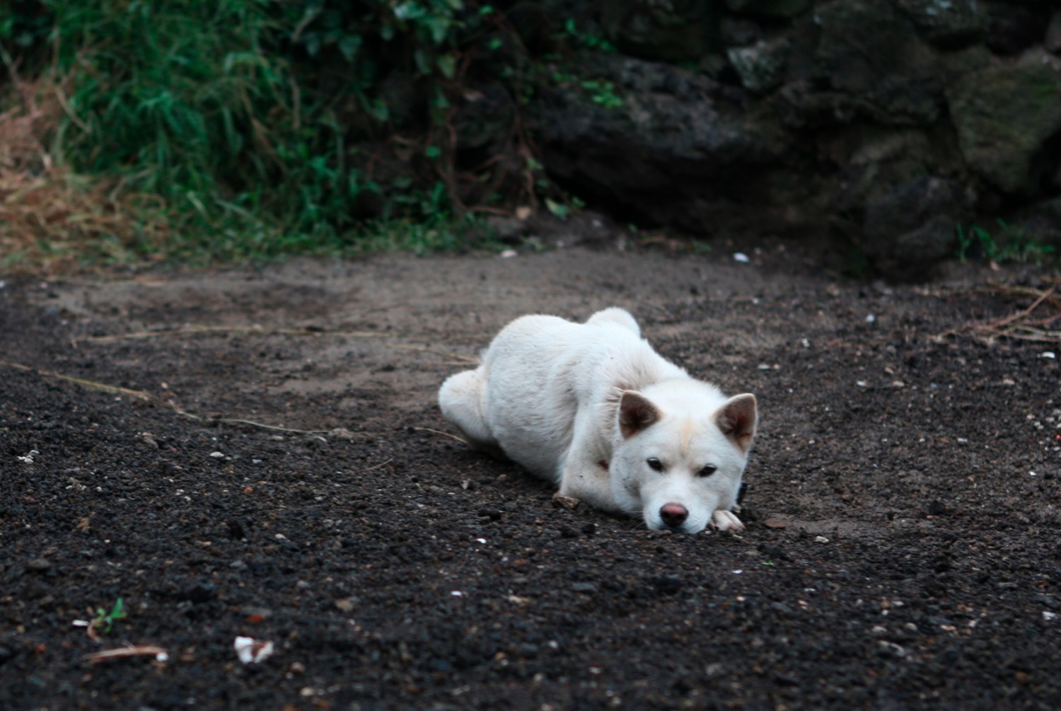 dog photo Korea Jindo dog