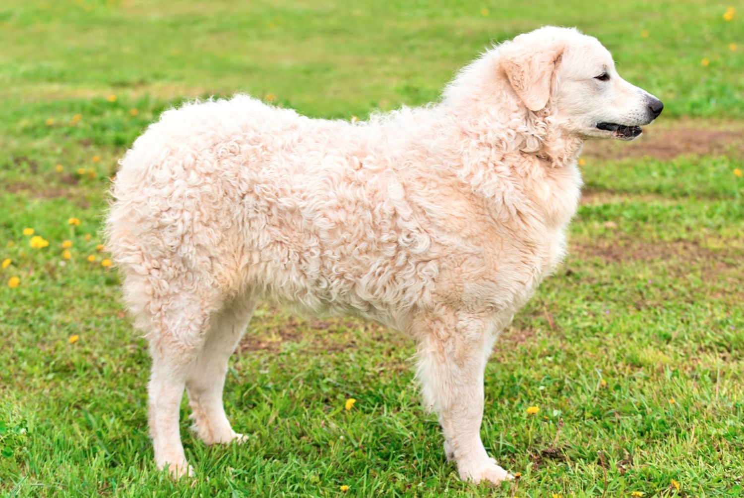 dog photo Kuvasz