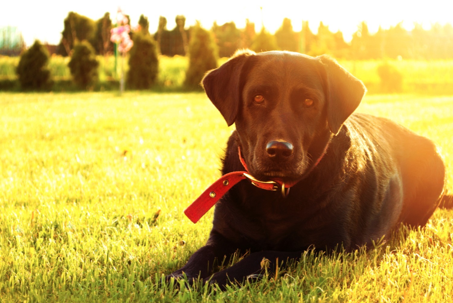 dog photo Labrador Retriever