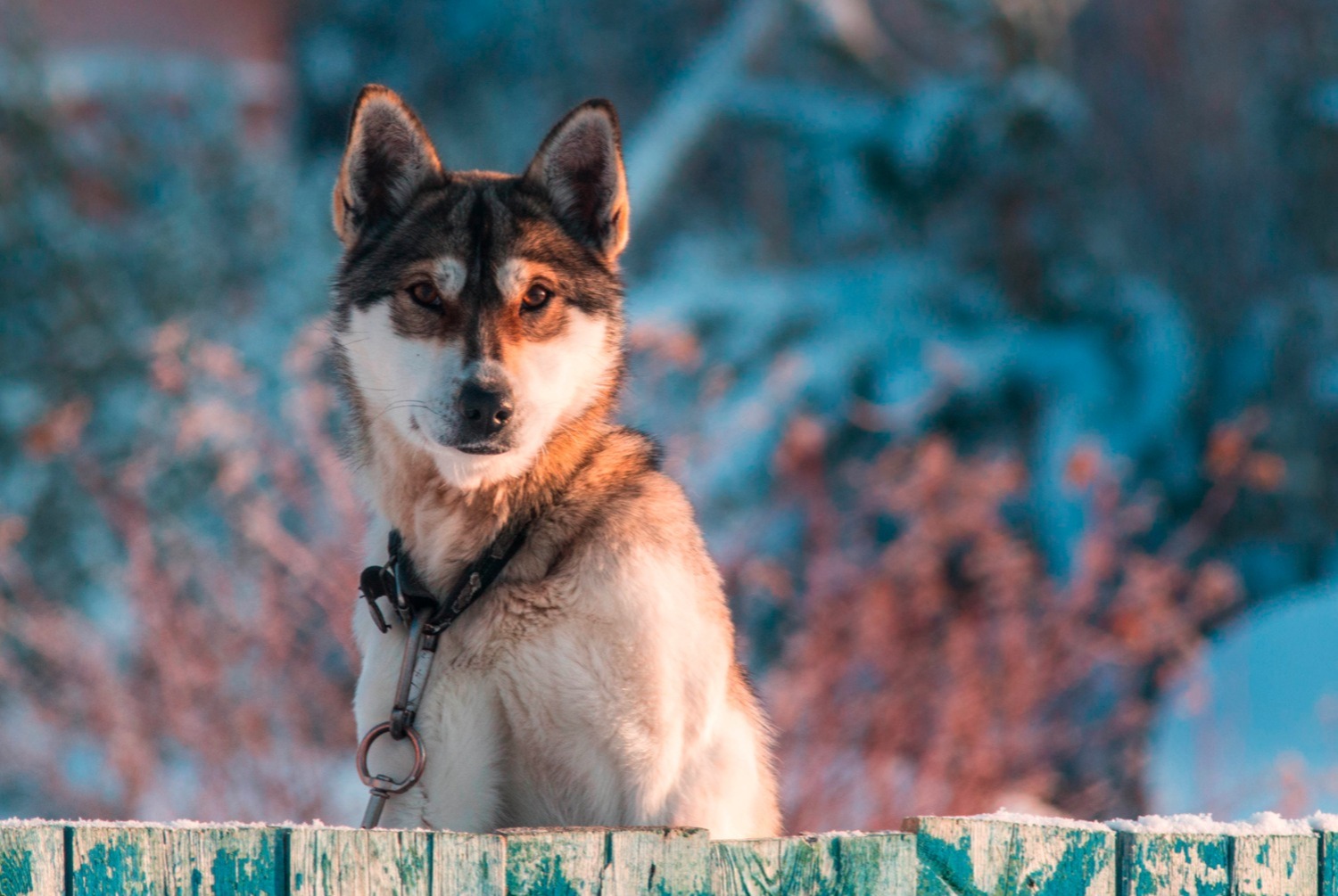 dog photo Laika de Sibérie occidentale