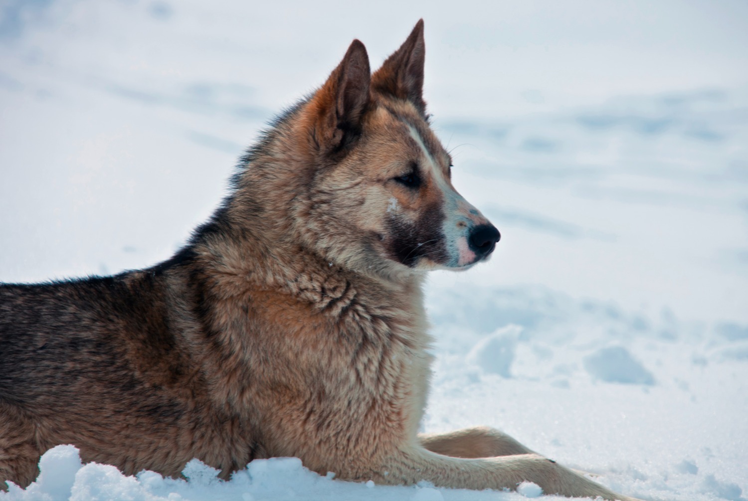dog photo Laïka de Sibérie orientale