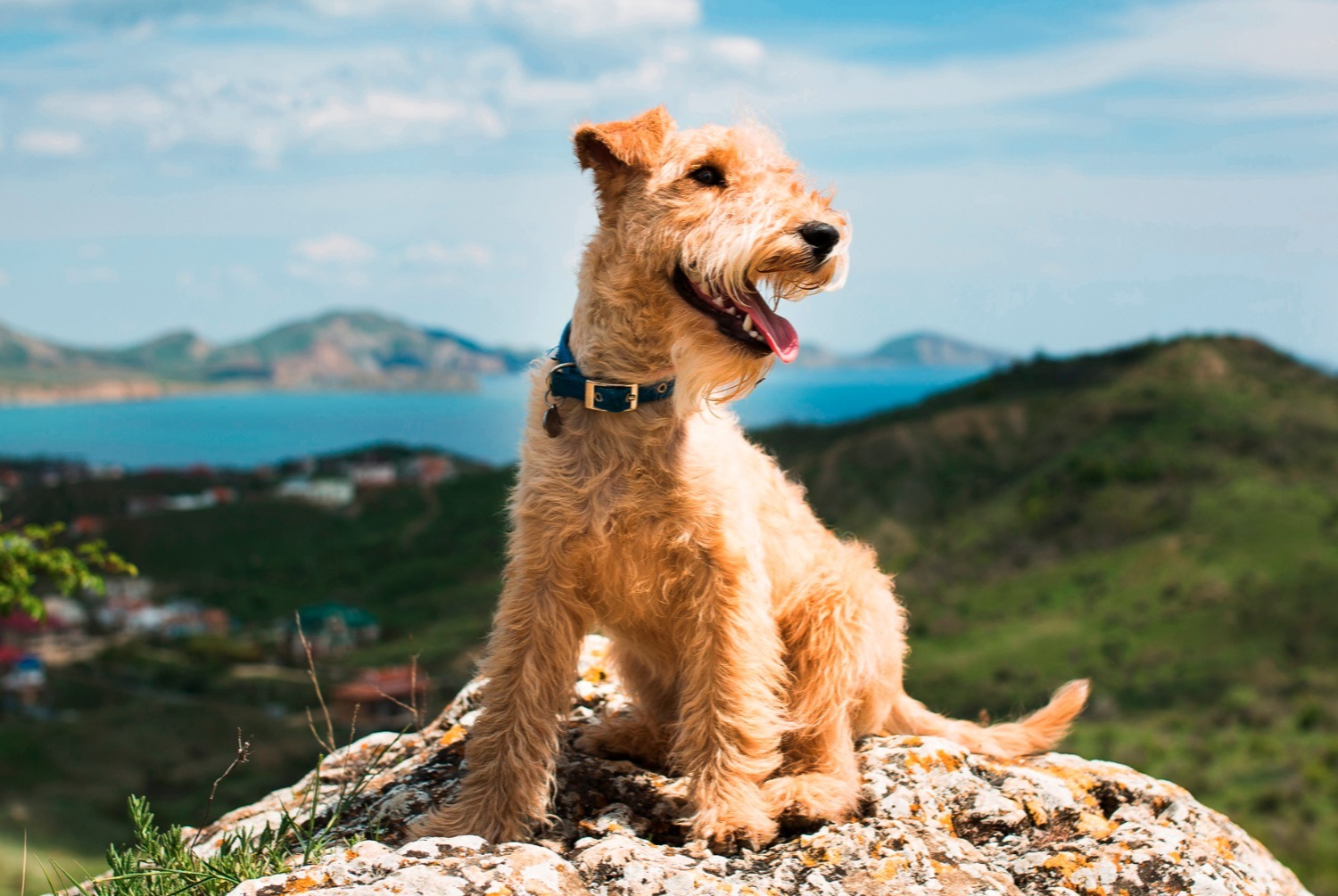 dog photo Lakeland Terrier