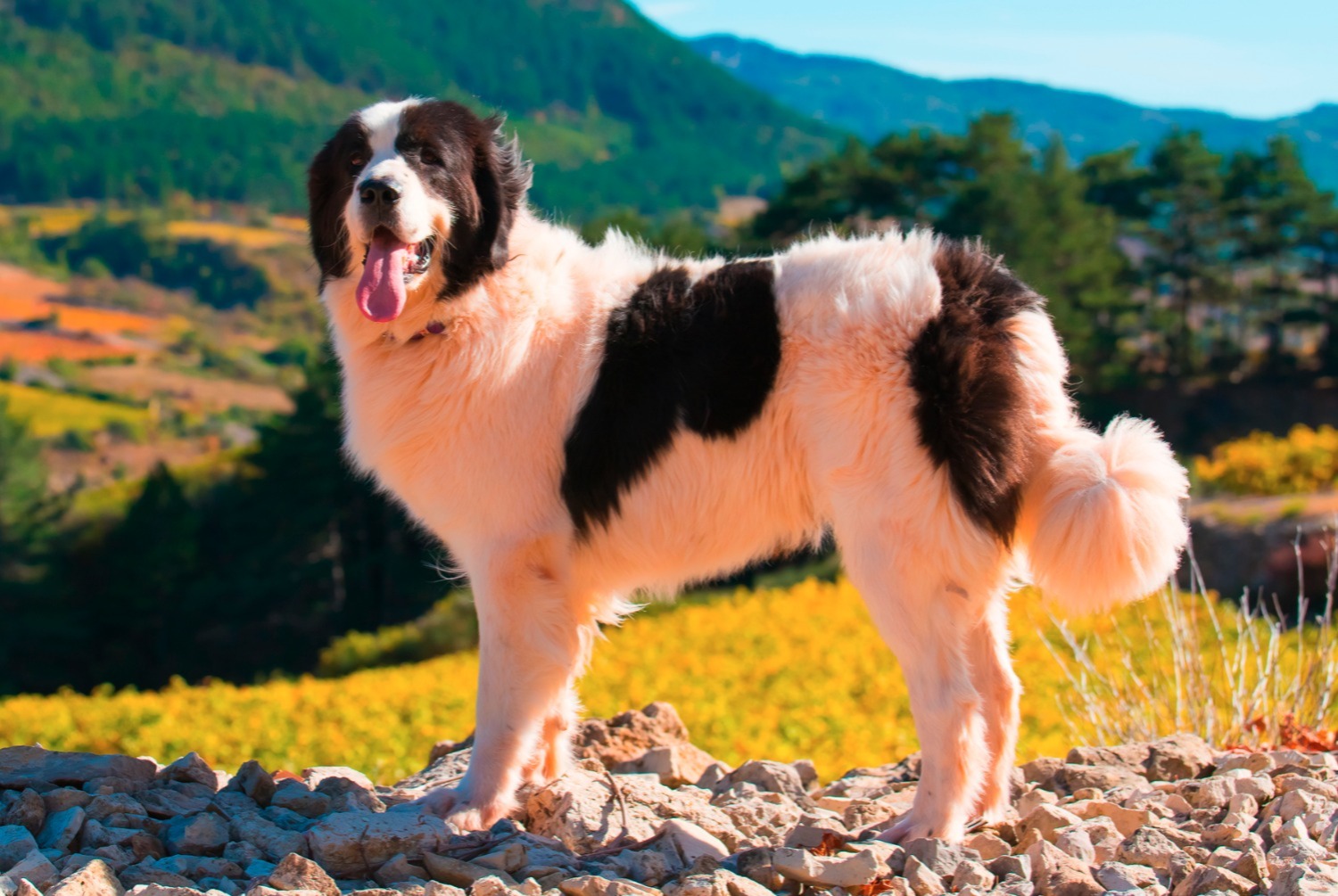 dog photo Landseer