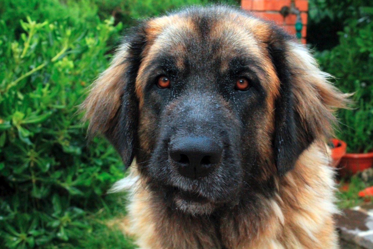 dog photo Leonberger