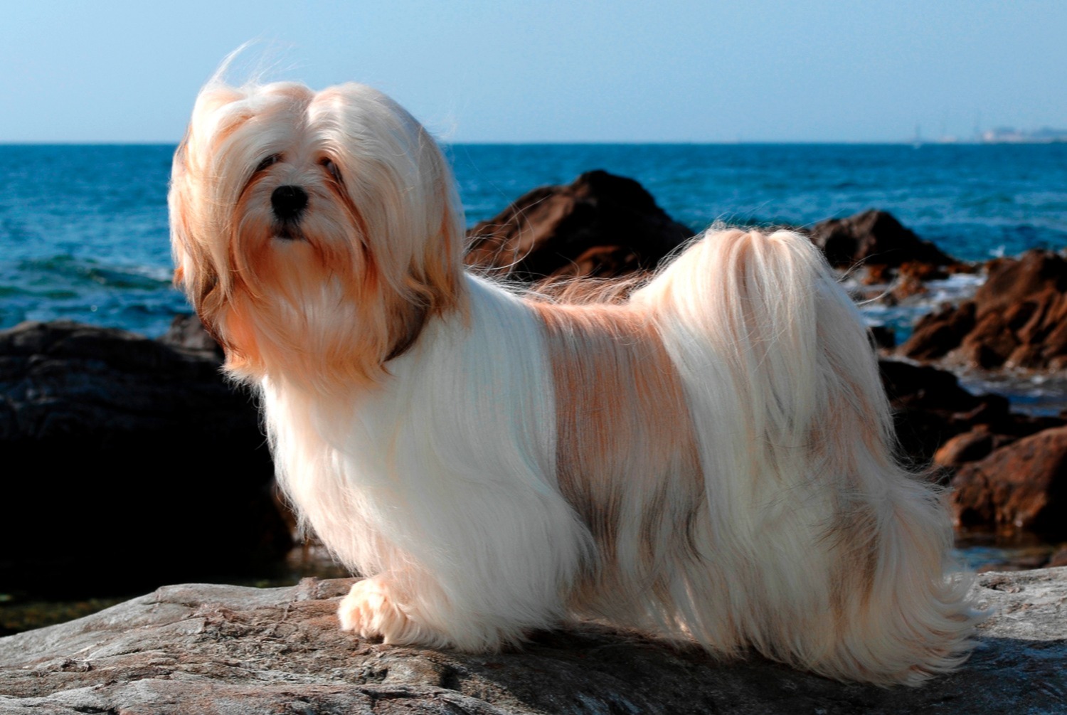 dog photo Lhassa Apso