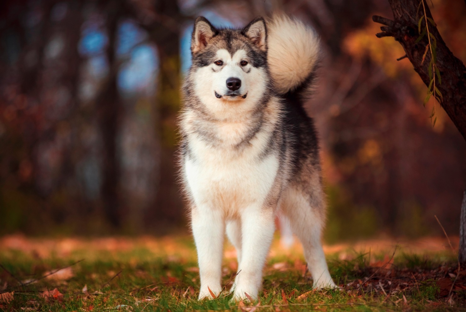 dog photo Malamute de l'Alaska