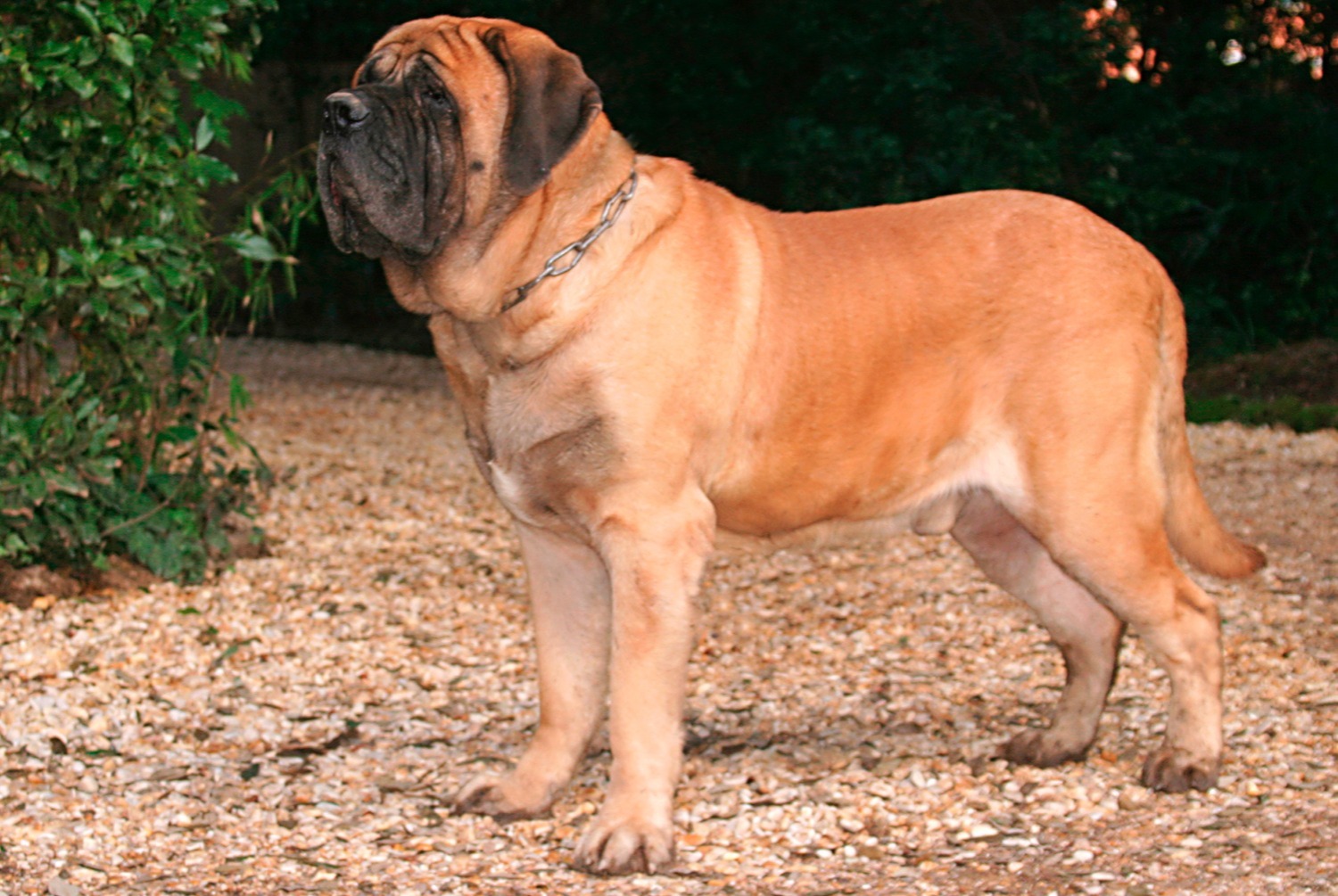 dog photo Mastiff