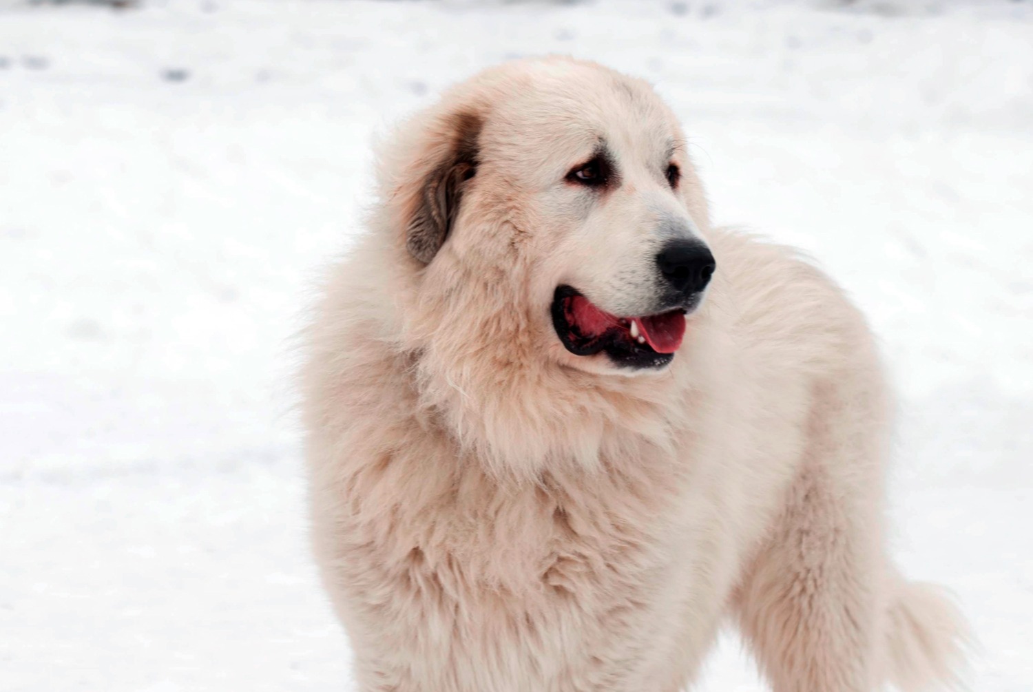 dog photo Mâtin des Pyrénées