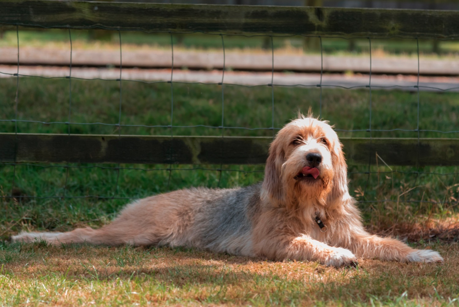 dog photo Otterhound