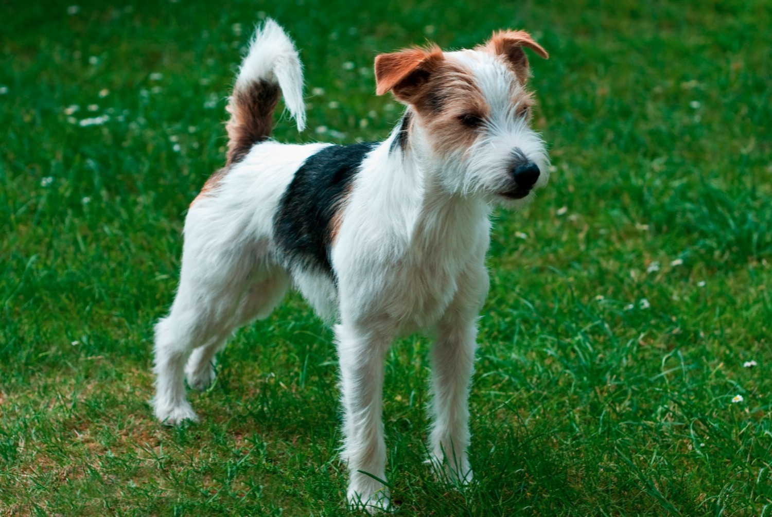 dog photo Parson Russell Terrier