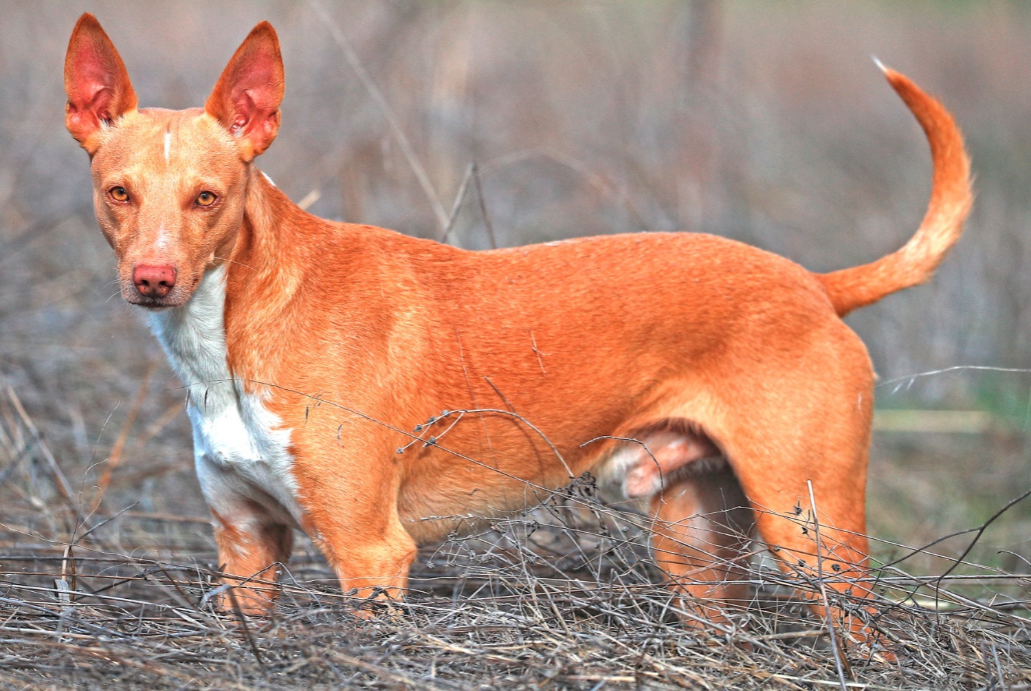 dog photo Podenco portugais