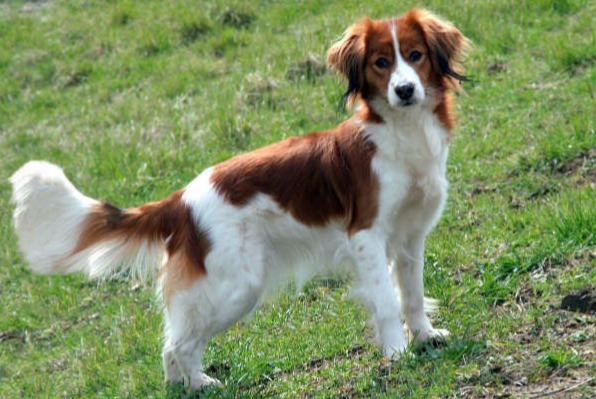 dog photo Petit chien hollandais de chasse au gibier d'eau