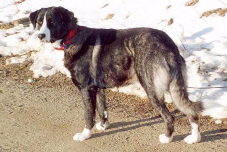 dog photo Rafeiro do Alentejo