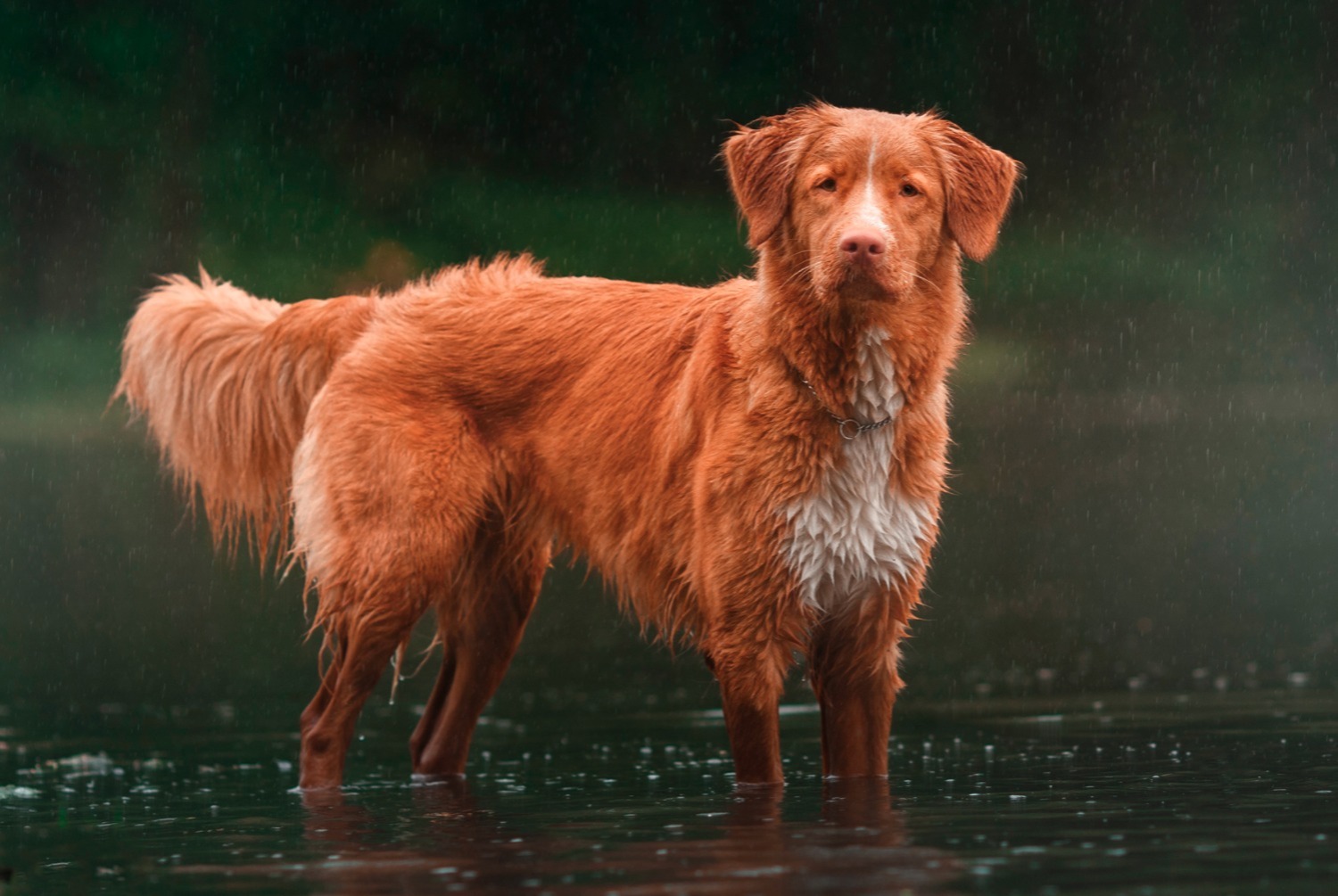 dog photo Retriever de la Nouvelle-Écosse