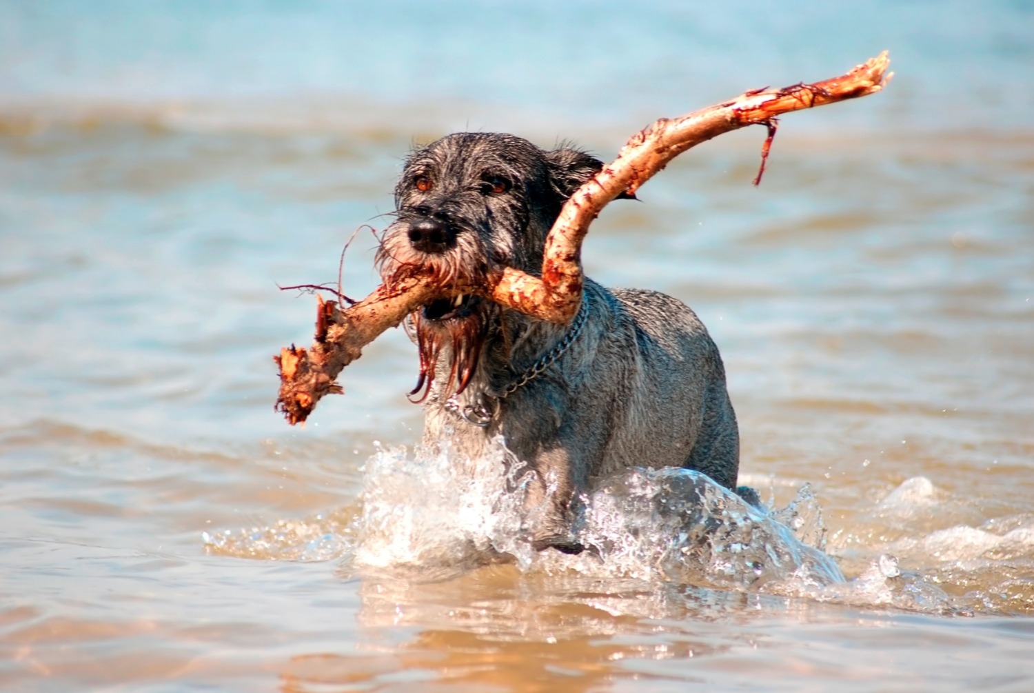 dog photo Schnauzer