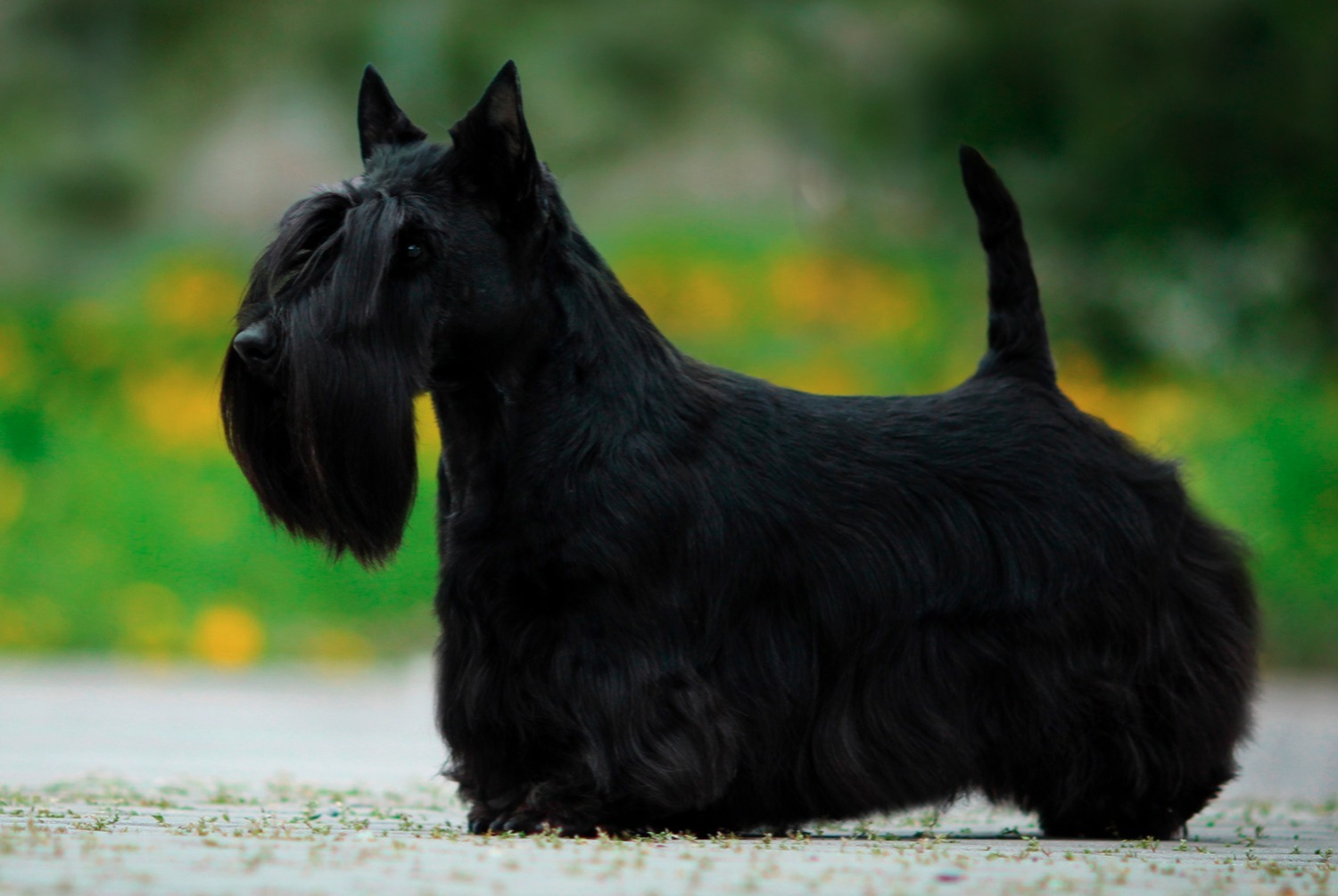 dog photo Scottish Terrier