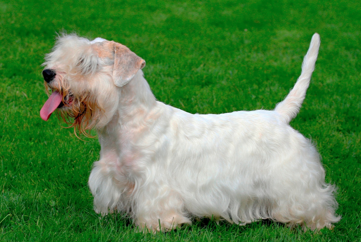 dog photo Sealyham Terrier