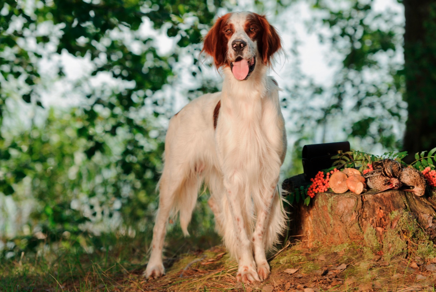 dog photo Setter irlandais rouge et blanc