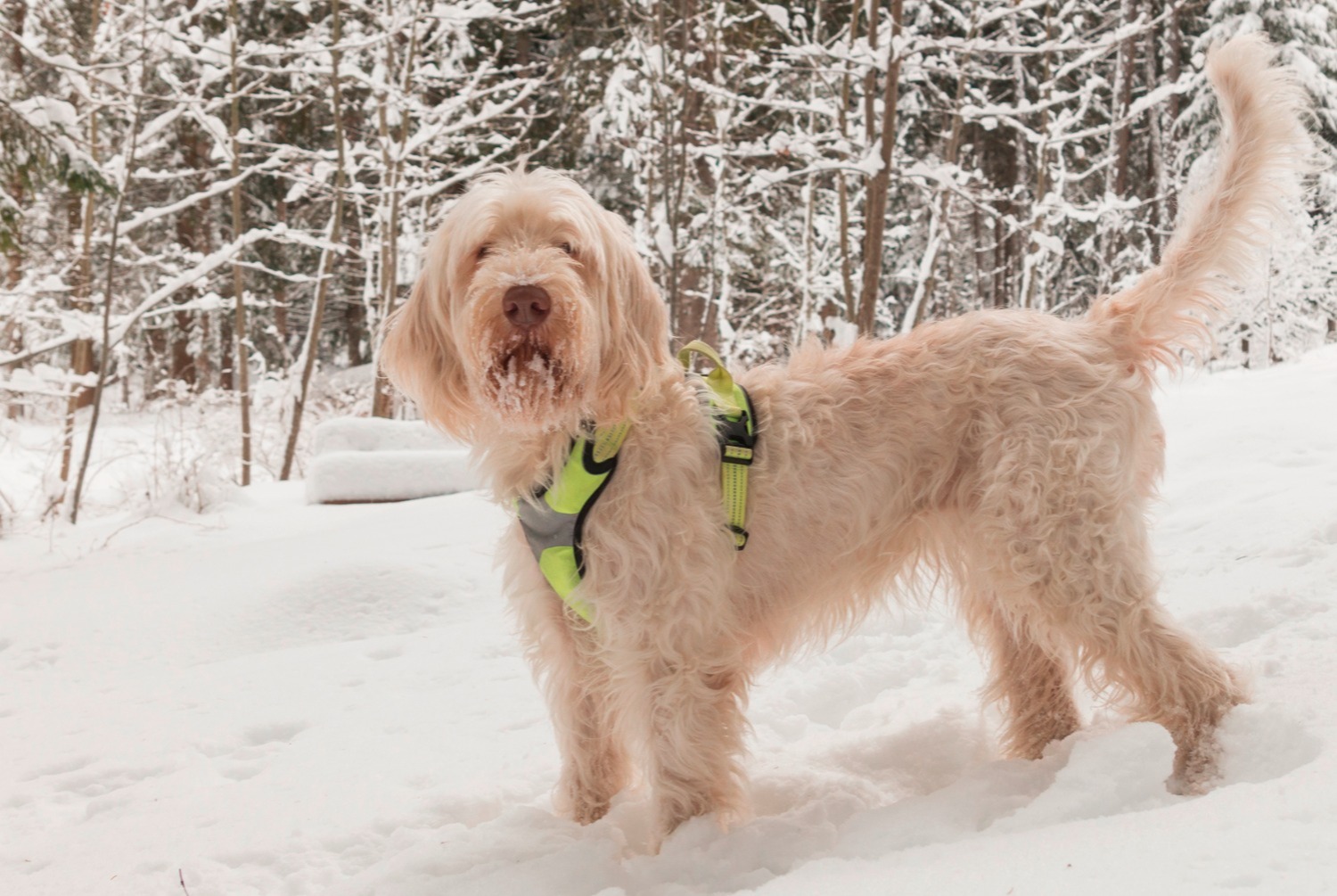 dog photo Spinone