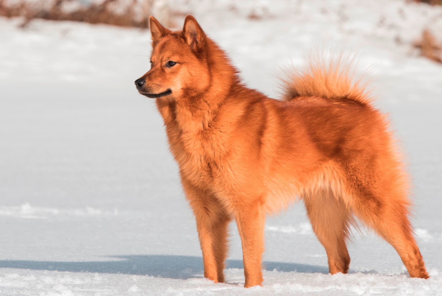 dog photo Spitz finlandais