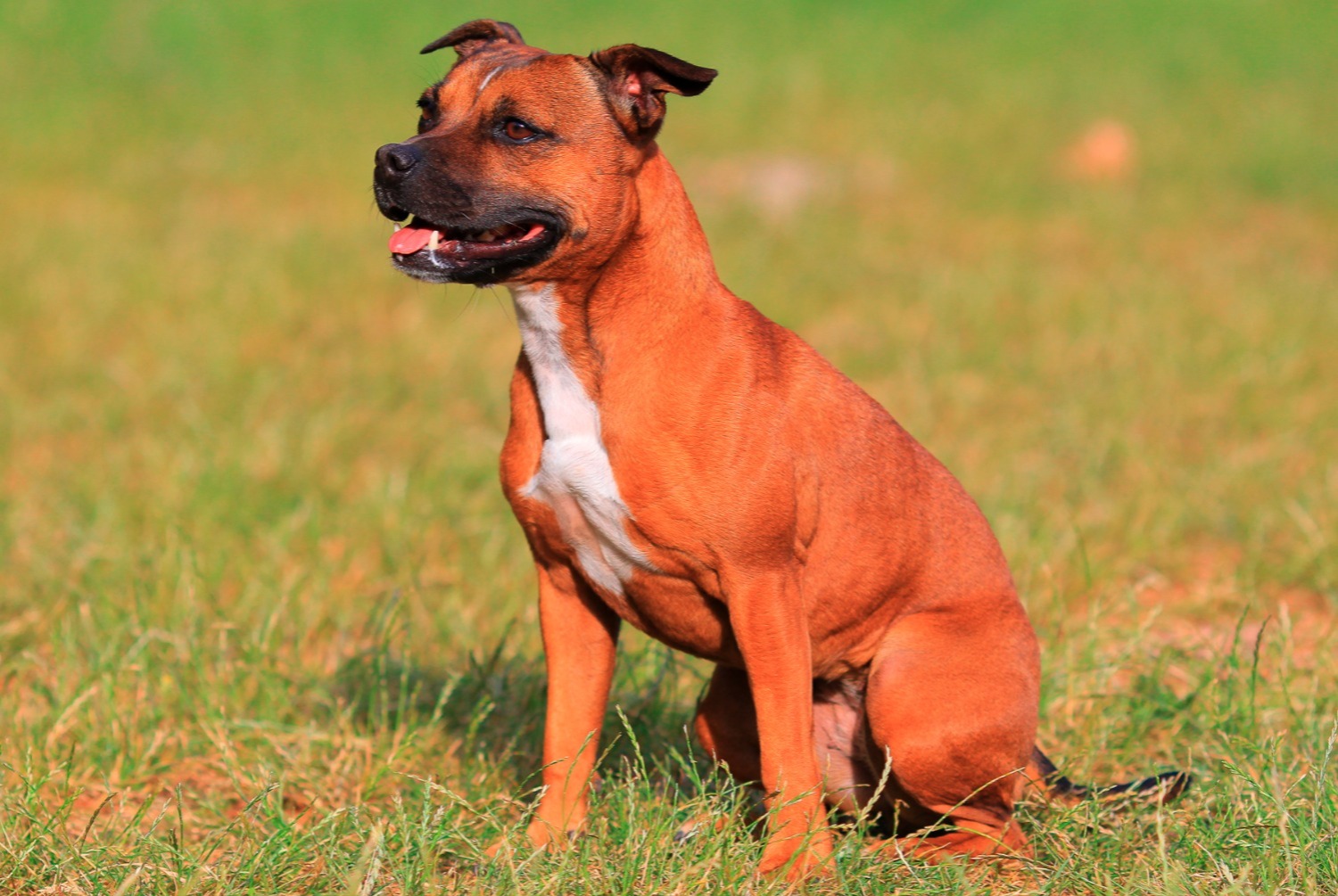 dog photo Staffordshire Bull Terrier