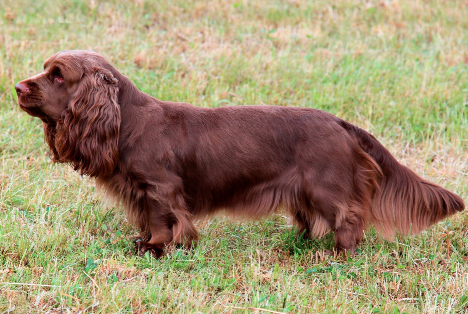 dog photo Sussex Spaniel