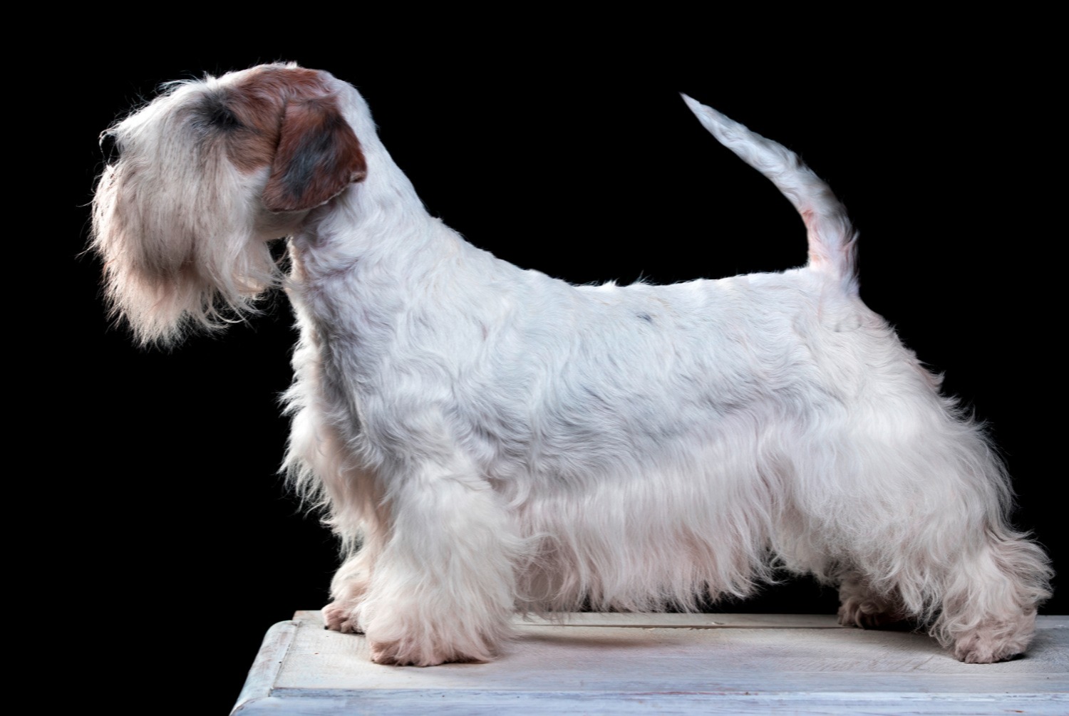 dog photo Terrier tchèque