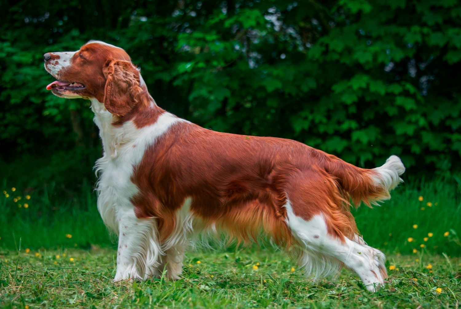 welsh-springer-spaniel-pets-ch