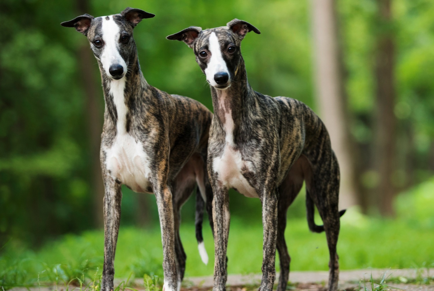 dog photo Whippet