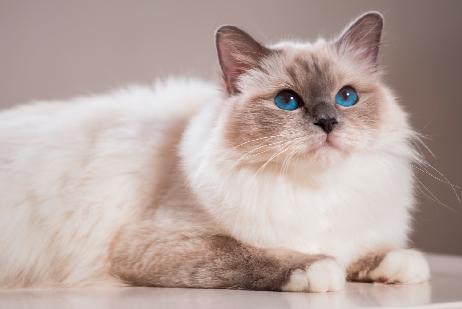 cat photo Birman