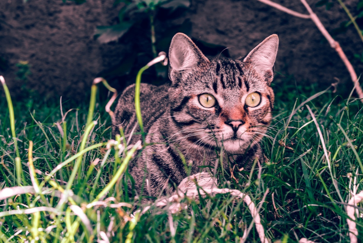 cat photo Brazilian Shorthair