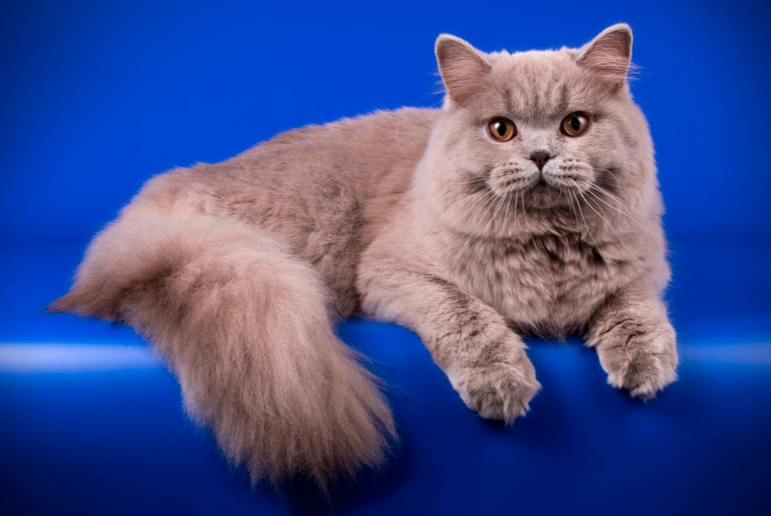 cat photo British Longhair