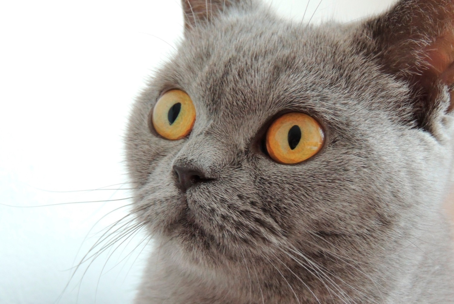 cat photo British Shorthair