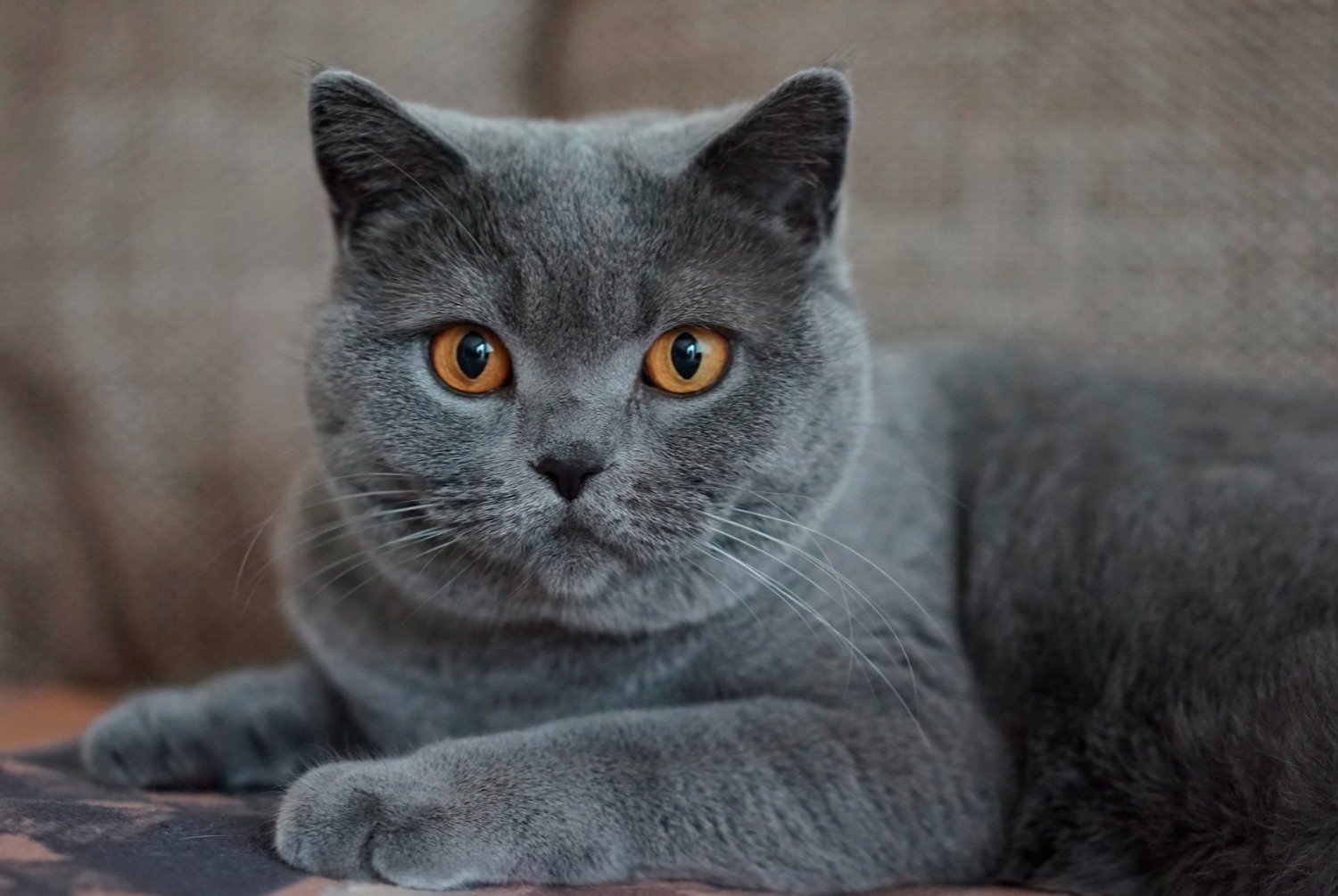 cat photo Chartreux