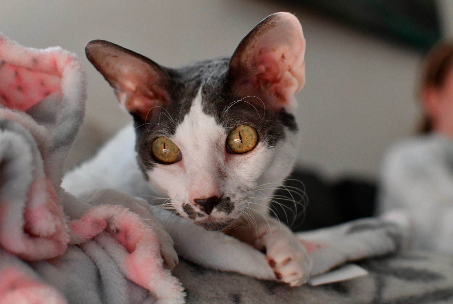 cat photo Cornish Rex