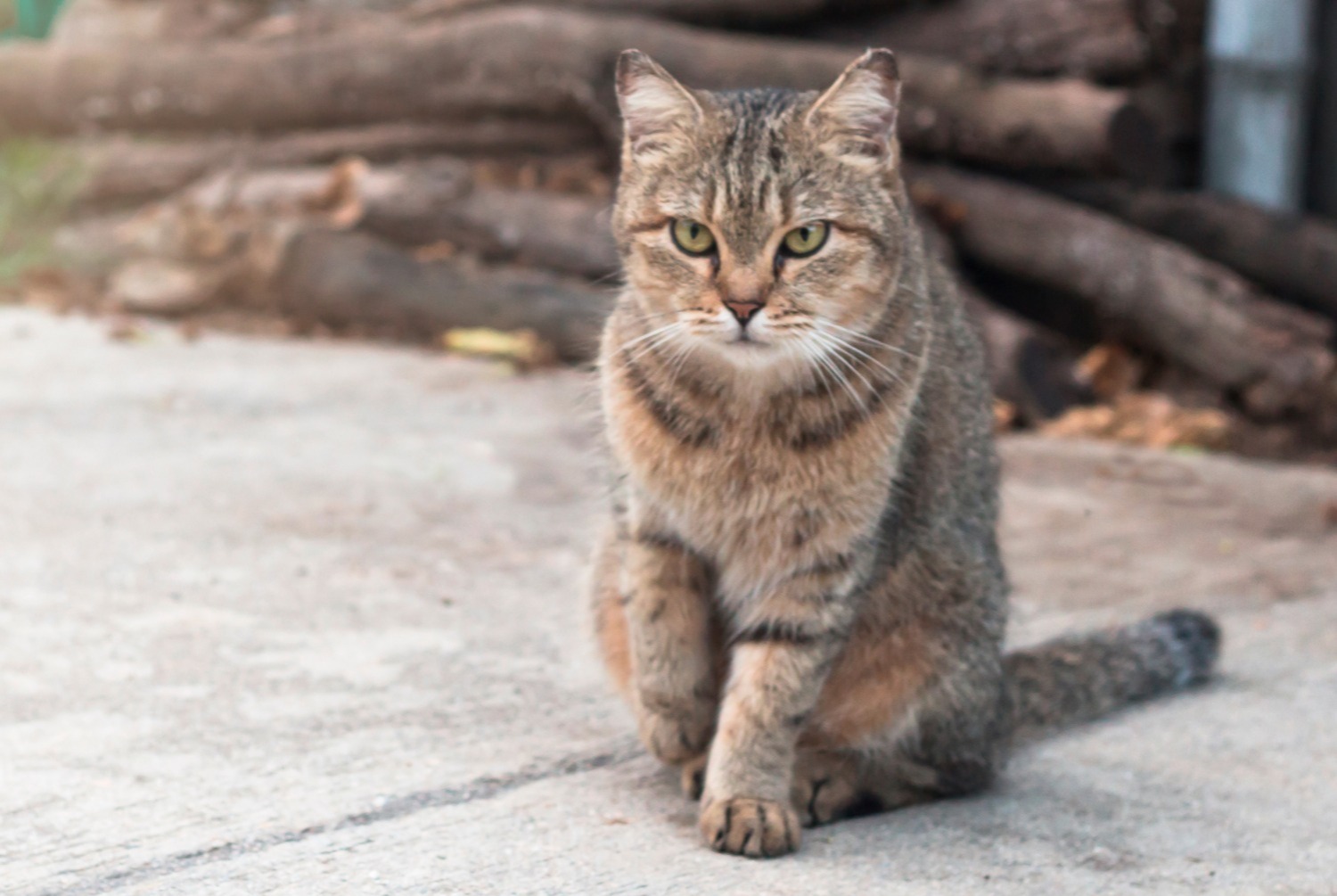 cat photo Européen