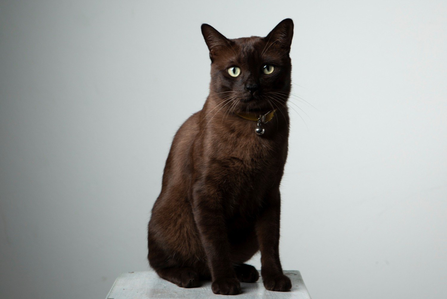 cat photo Havana Brown