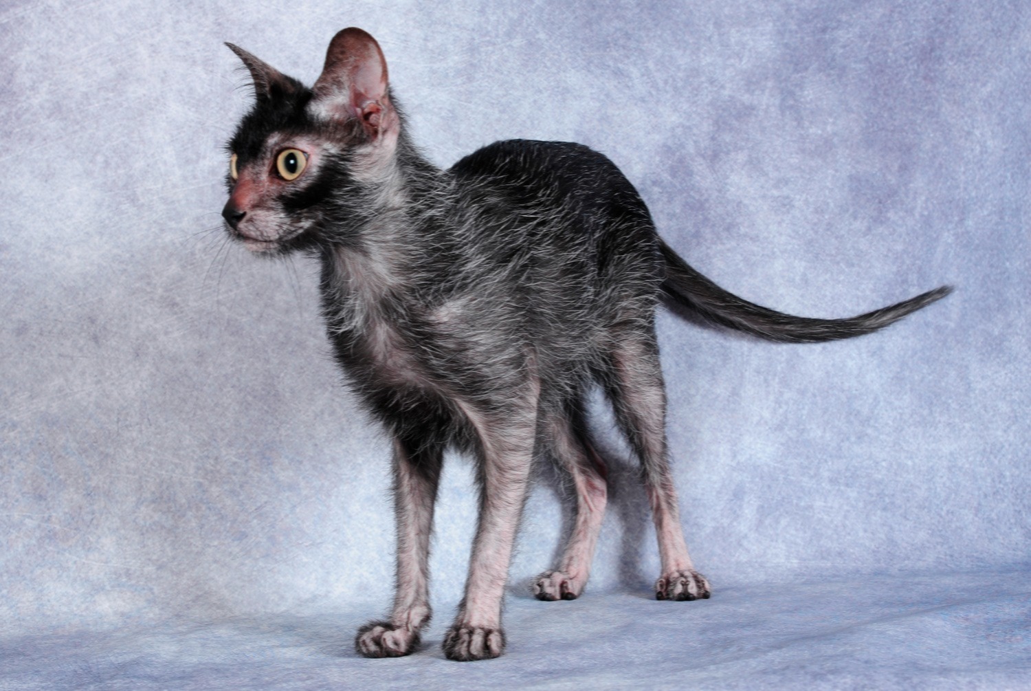 cat photo Lykoi