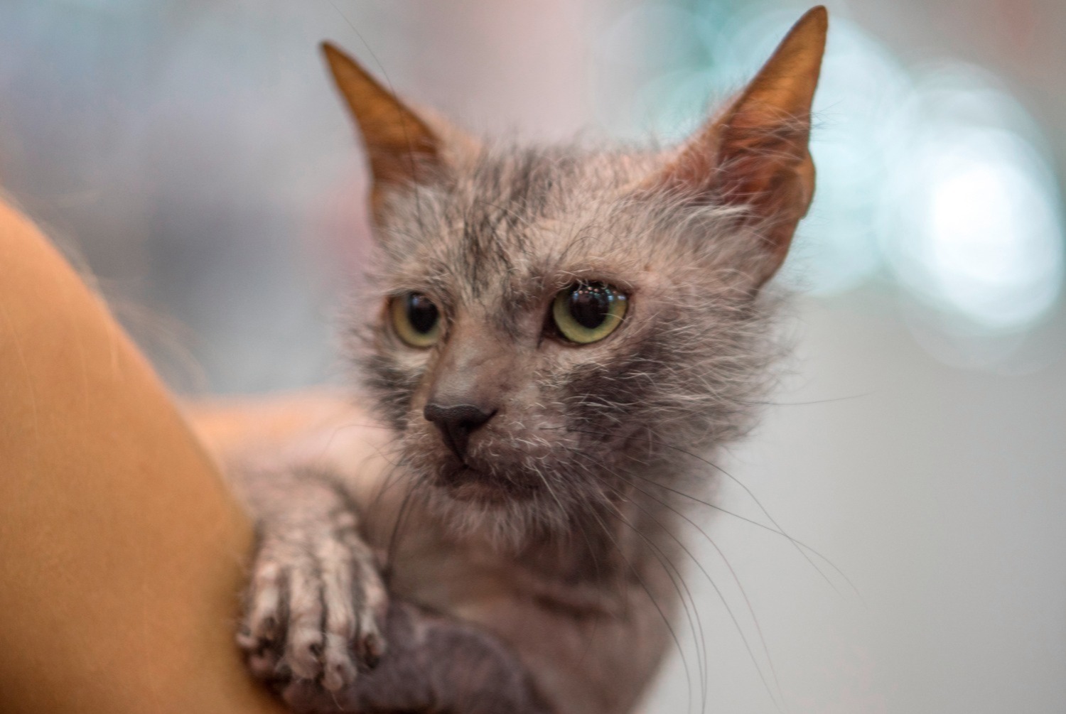 cat photo Lykoi